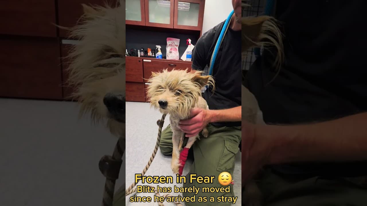Blitz A762373 3 Year Old Male Cairn Terrier Frozen In Fear & Needing Rescue