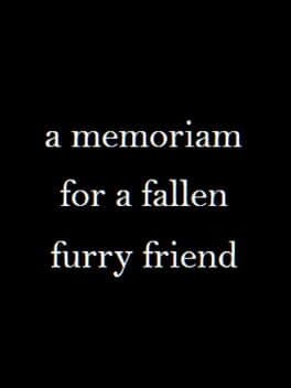 A Memoriam to a Fallen Furry Friend