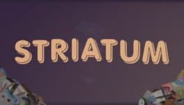 Striatum