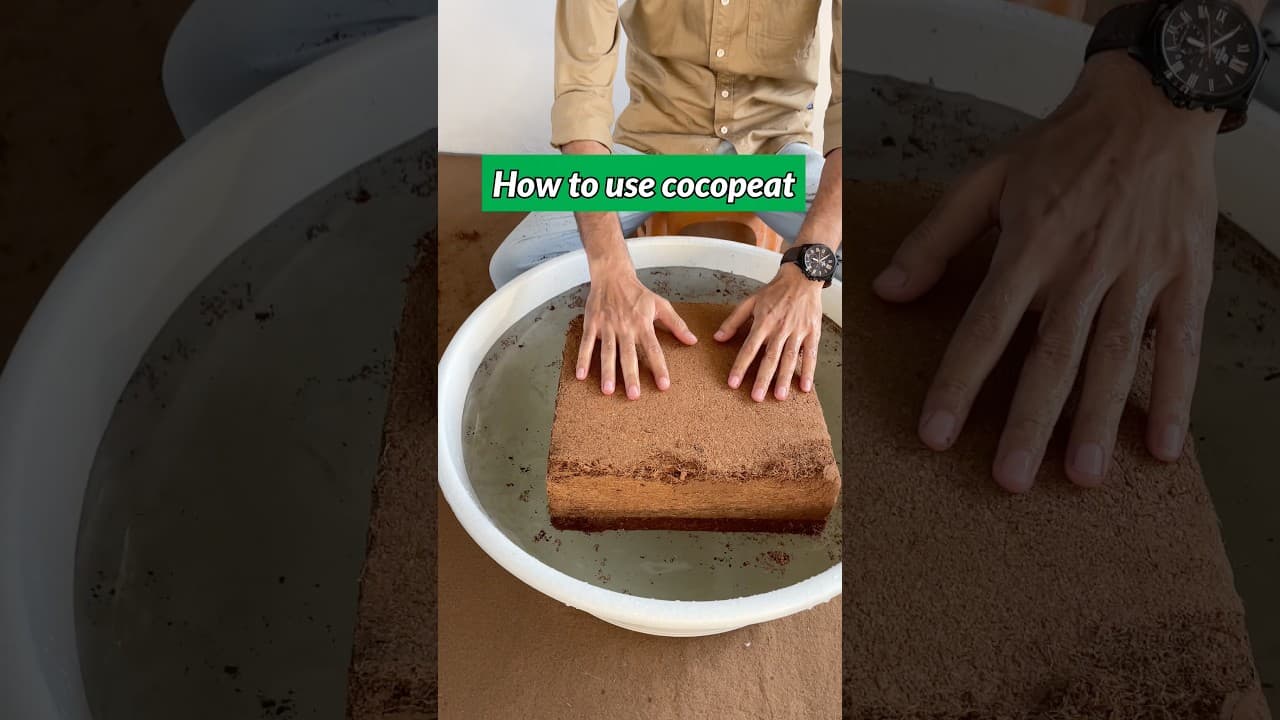 How to use cocopeat in container gardening 🧑🌾