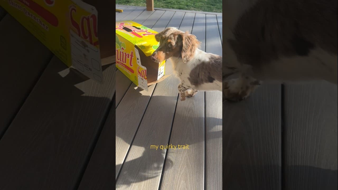 📦box fear is real👻 #shorts #puppy #cute #minidachshund #fear #quirky #puppylife #dappledachshund