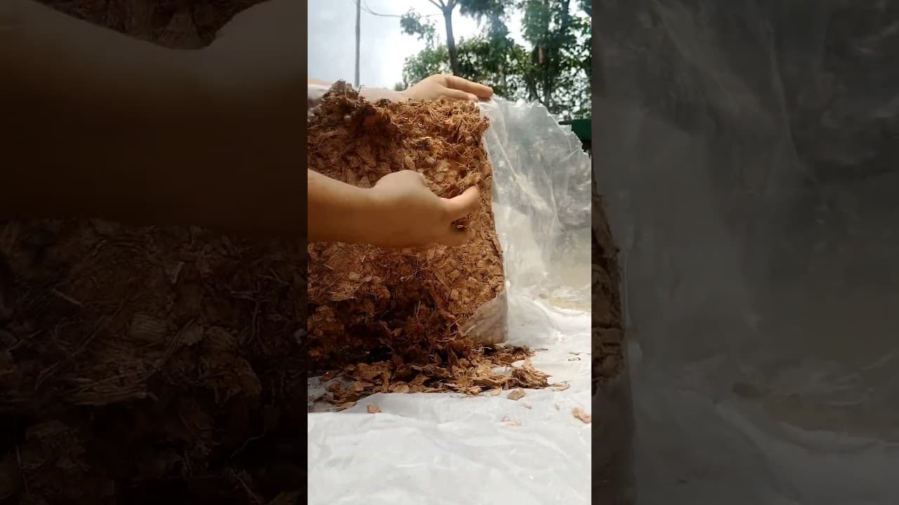 Coco chips block 🥥☘️🍃