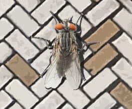 A Fly in the Array